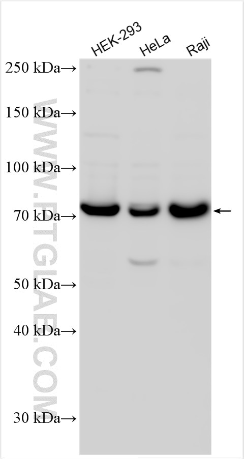 Western Blot (WB) analysis of various lysates using NUB1 Polyclonal antibody (14343-1-AP)