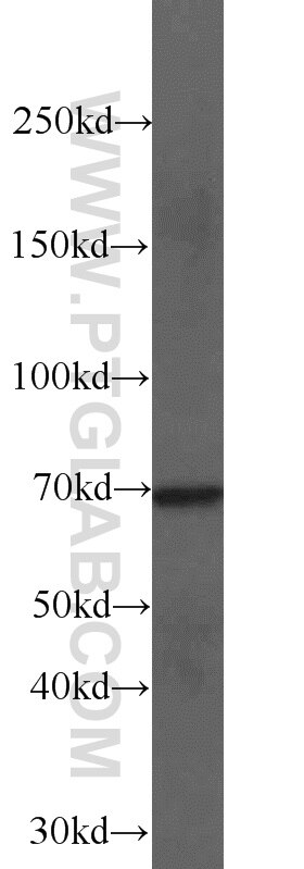 Western Blot (WB) analysis of Raji cells using NUB1 Polyclonal antibody (14343-1-AP)