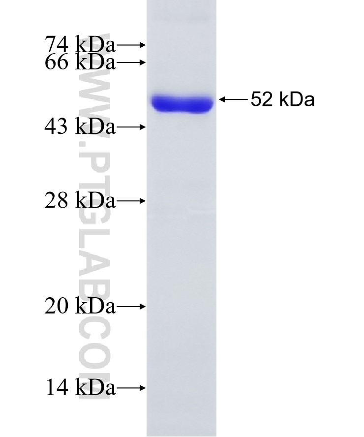 NUB1 fusion protein Ag5668 SDS-PAGE