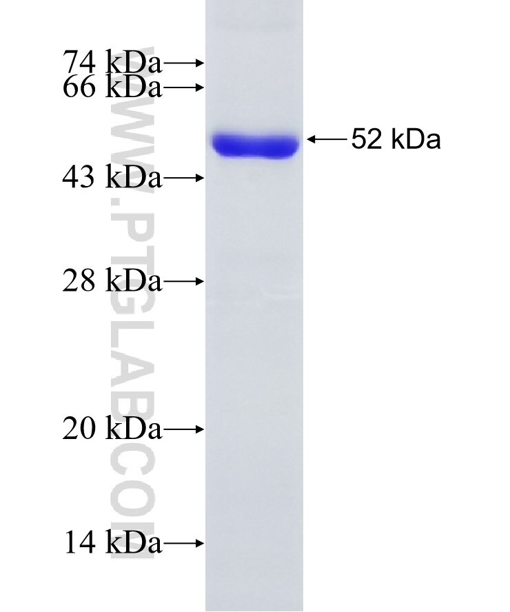 NUB1 fusion protein Ag5668 SDS-PAGE