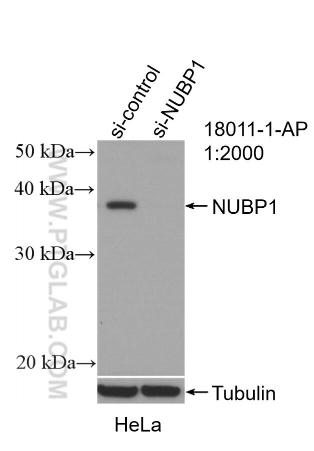 Western Blot (WB) analysis of HeLa cells using NUBP1 Polyclonal antibody (18011-1-AP)