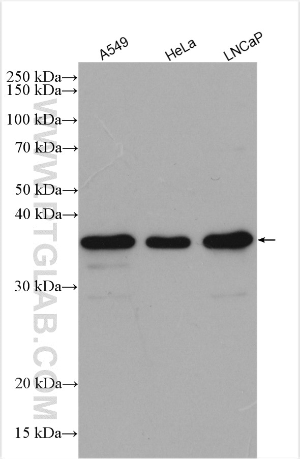 Western Blot (WB) analysis of various lysates using NUBP1 Polyclonal antibody (18011-1-AP)