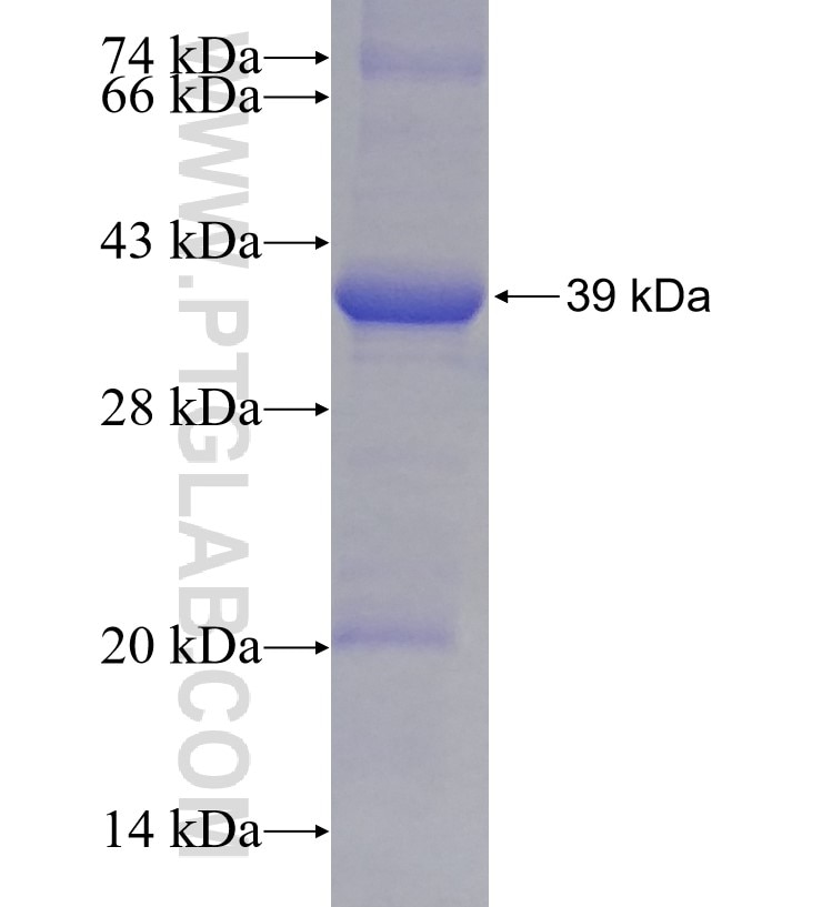 NUBP1 fusion protein Ag12490 SDS-PAGE