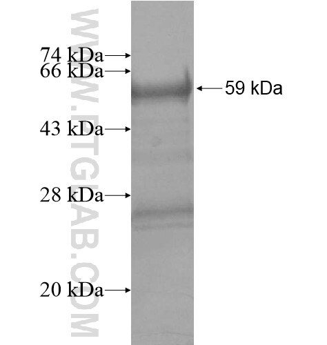 NUBP1 fusion protein Ag12510 SDS-PAGE