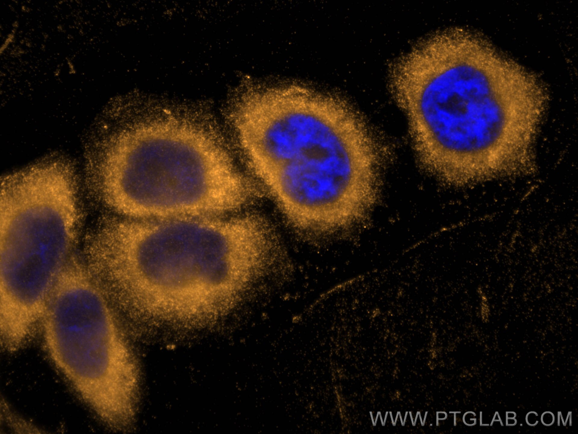 Immunofluorescence (IF) / fluorescent staining of L02 cells using NUBP2 Polyclonal antibody (15409-1-AP)