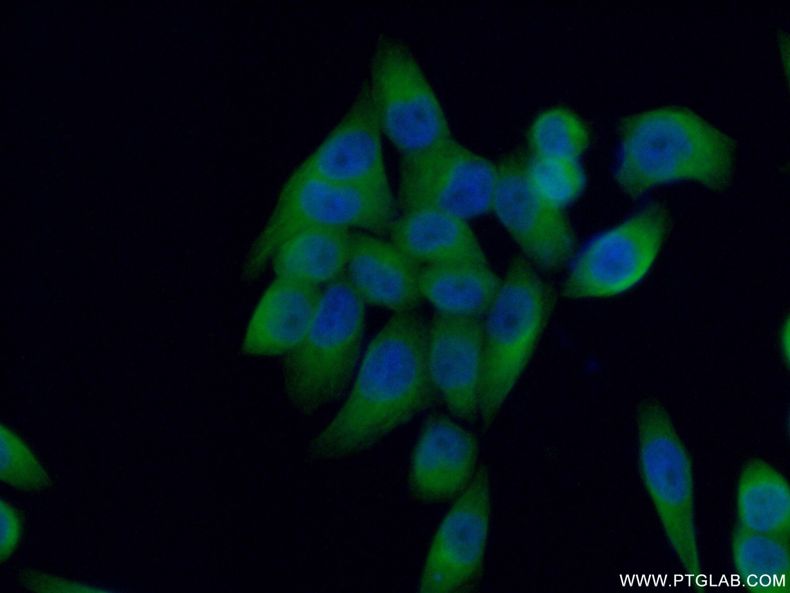 Immunofluorescence (IF) / fluorescent staining of L02 cells using NUBP2 Polyclonal antibody (15409-1-AP)