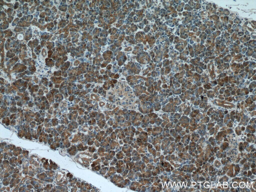 Immunohistochemistry (IHC) staining of human pancreas tissue using NUBP2 Polyclonal antibody (15409-1-AP)