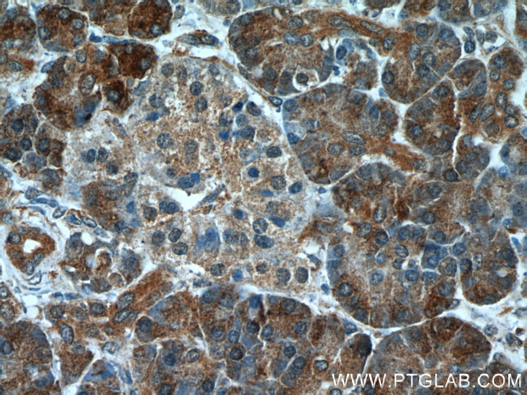 Immunohistochemistry (IHC) staining of human pancreas tissue using NUBP2 Polyclonal antibody (15409-1-AP)