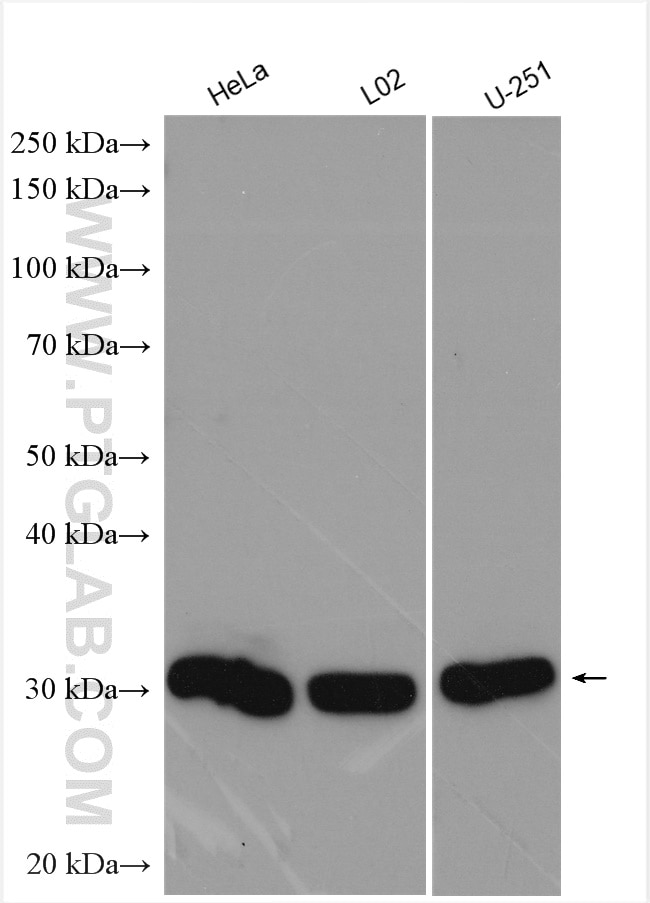 Western Blot (WB) analysis of various lysates using NUBP2 Polyclonal antibody (15409-1-AP)