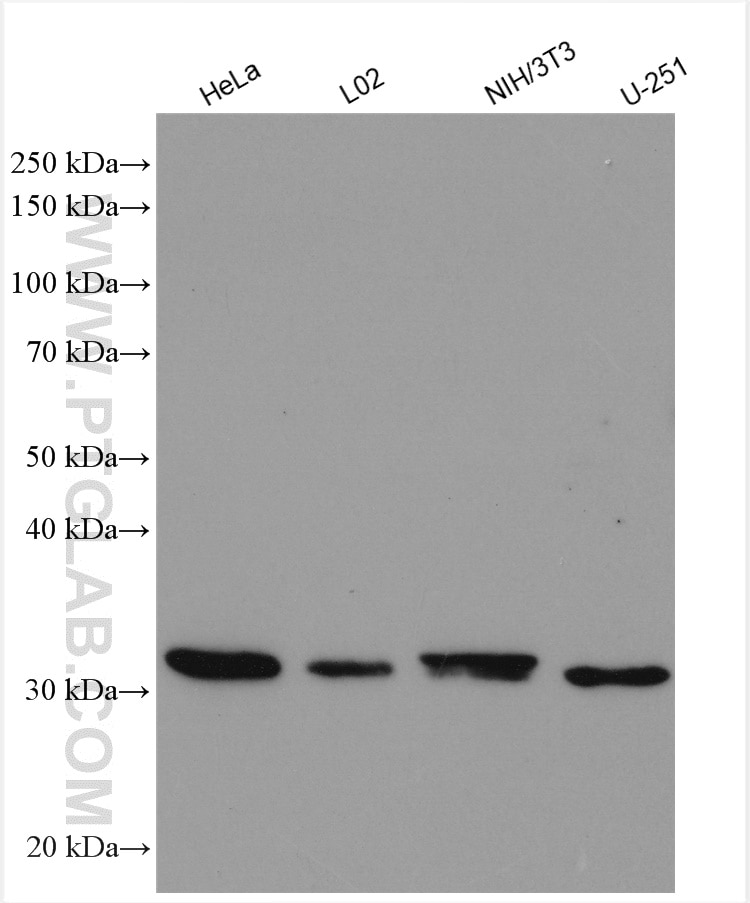 Western Blot (WB) analysis of various lysates using NUBP2 Polyclonal antibody (15409-1-AP)