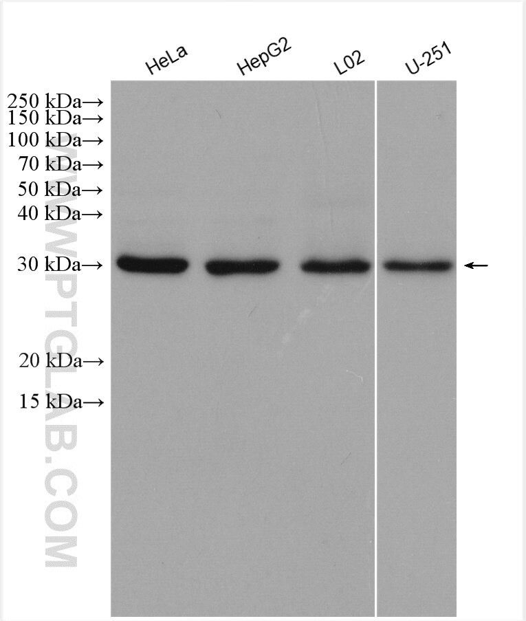 Western Blot (WB) analysis of various lysates using NUBP2 Polyclonal antibody (15409-1-AP)