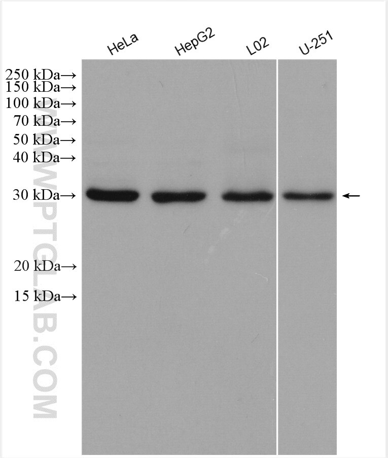 Western Blot (WB) analysis of various lysates using NUBP2 Polyclonal antibody (15409-1-AP)