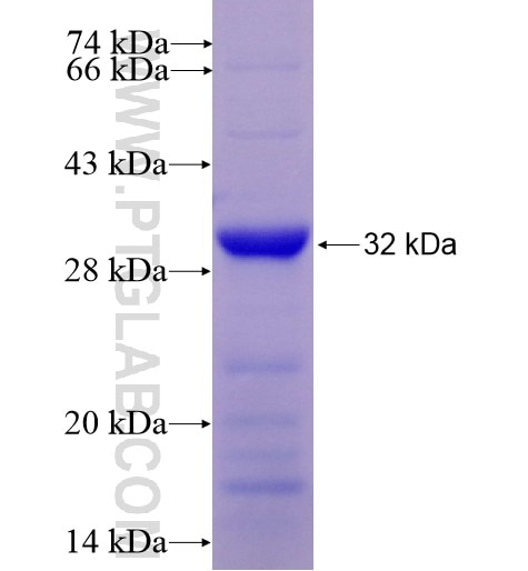 NUBP2 fusion protein Ag7737 SDS-PAGE