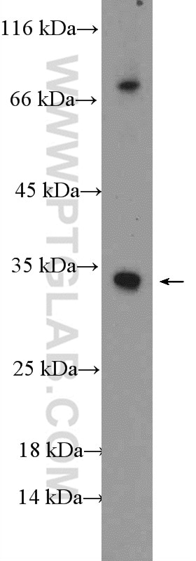 Western Blot (WB) analysis of COLO 320 cells using NUBPL Polyclonal antibody (17393-1-AP)