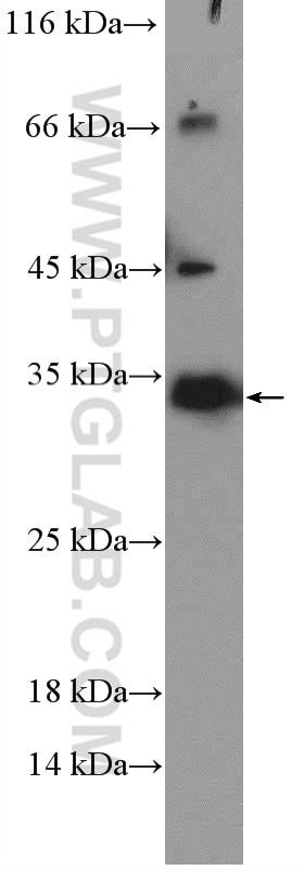 Western Blot (WB) analysis of COLO 320 cells using NUBPL Polyclonal antibody (17393-1-AP)