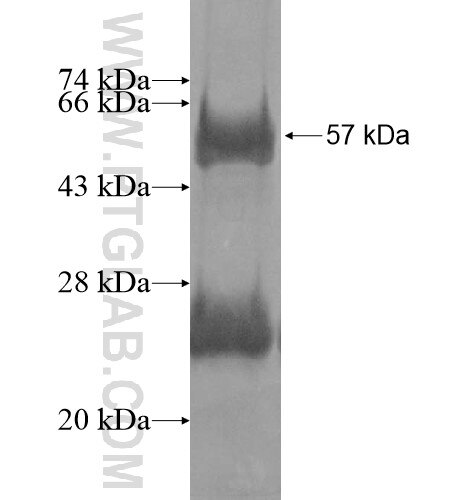 NUBPL fusion protein Ag11291 SDS-PAGE