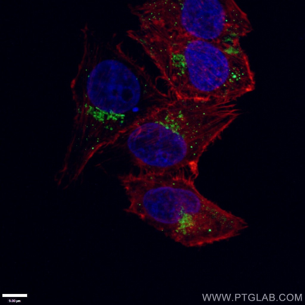 Immunofluorescence (IF) / fluorescent staining of HepG2 cells using nucleobindin 1 Polyclonal antibody (10228-1-AP)