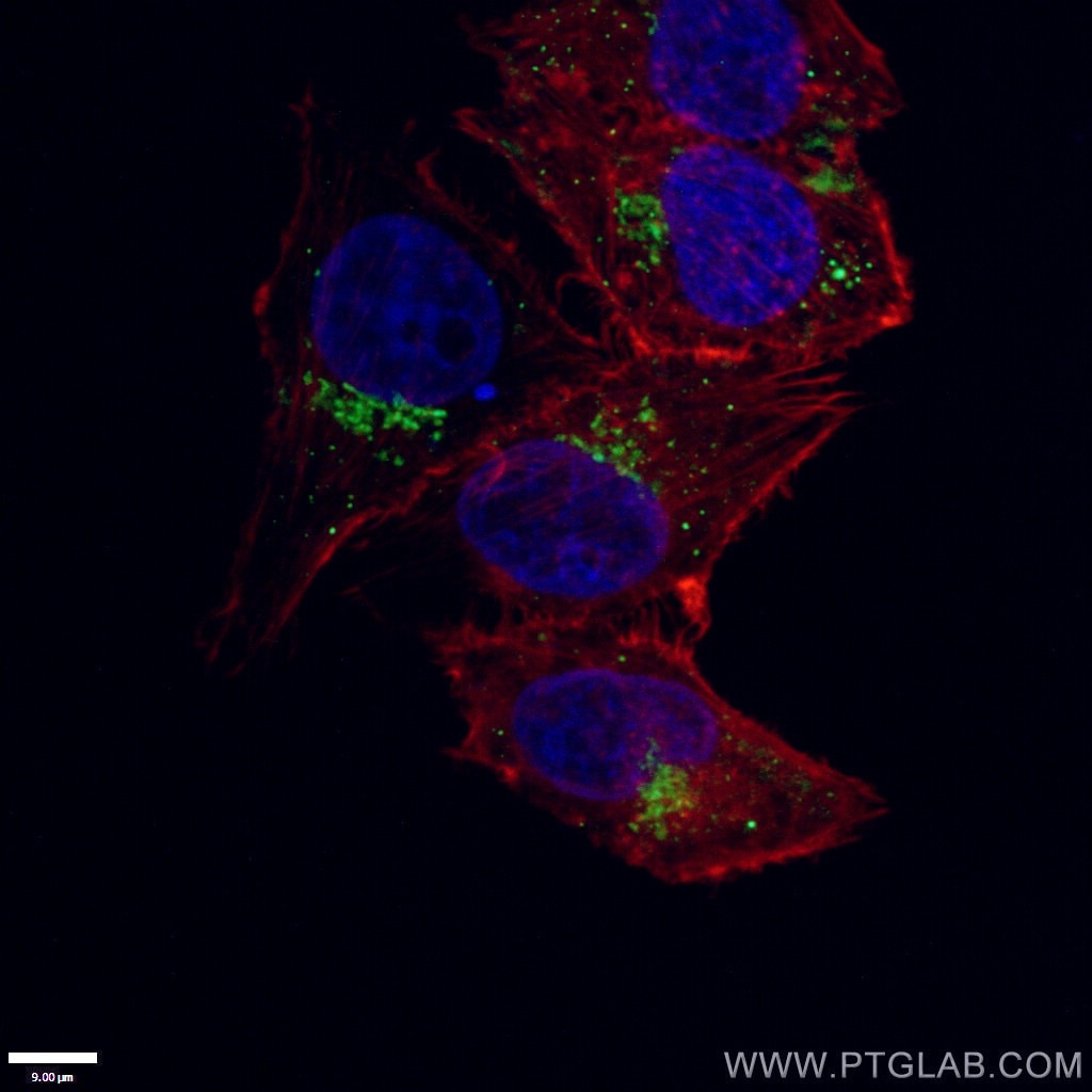 Immunofluorescence (IF) / fluorescent staining of HepG2 cells using Nucleobindin 1 Polyclonal antibody (10228-1-AP)