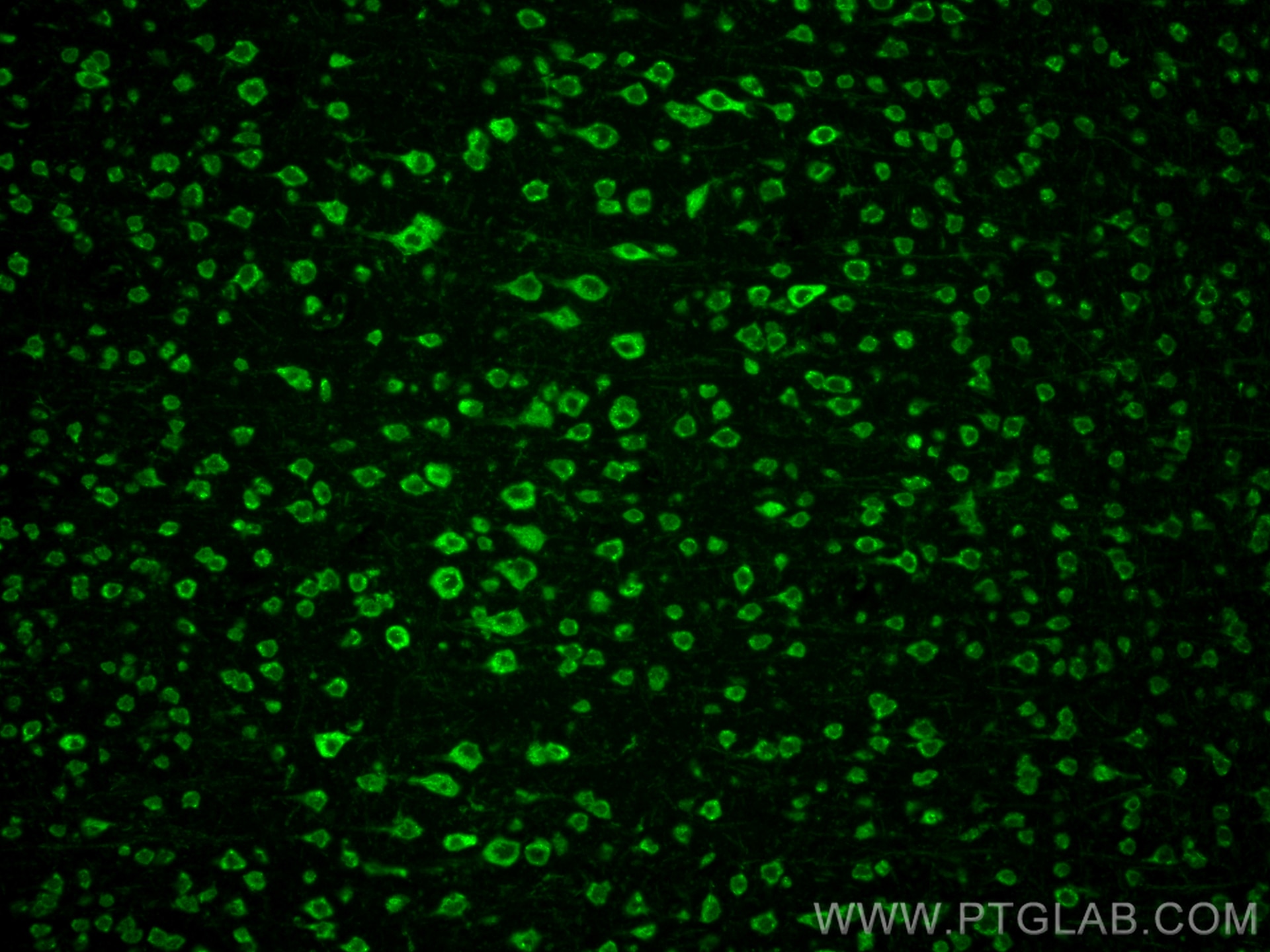 Immunofluorescence (IF) / fluorescent staining of mouse brain tissue using Nucleobindin 1 Polyclonal antibody (10228-1-AP)