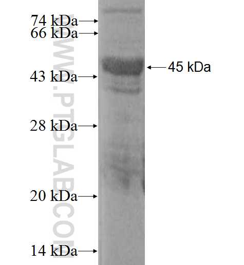 NUCB1 fusion protein Ag0290 SDS-PAGE