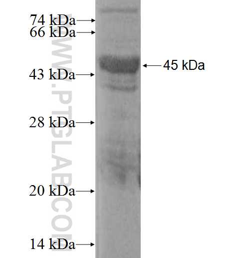 NUCB1 fusion protein Ag0290 SDS-PAGE