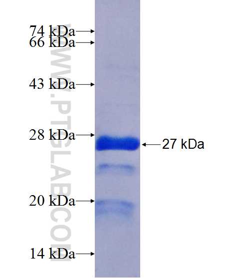 NUCB1 fusion protein Ag13487 SDS-PAGE