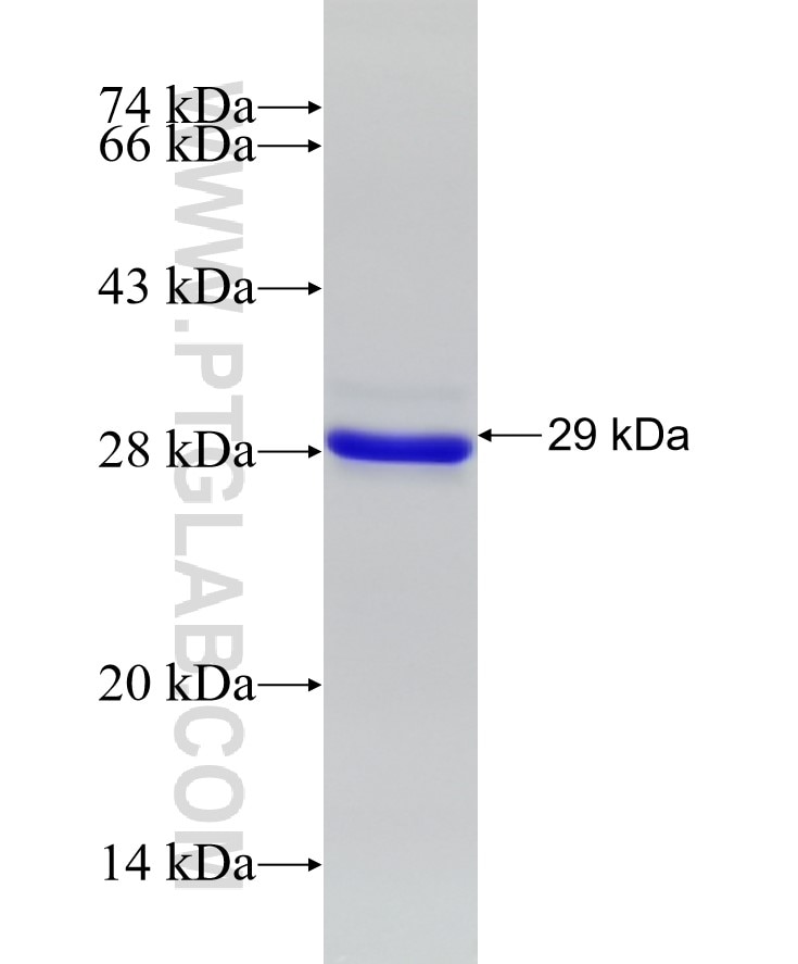 NUCB1 fusion protein Ag9432 SDS-PAGE