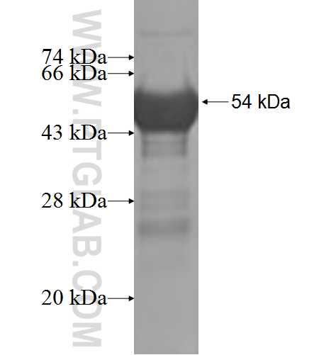 NUCB1 fusion protein Ag9548 SDS-PAGE
