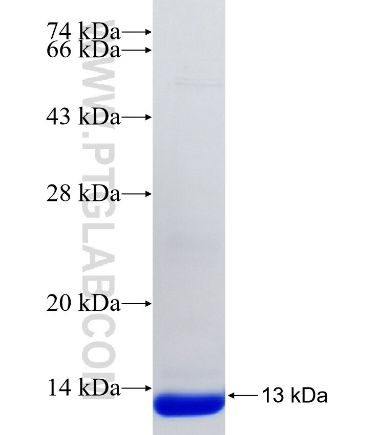 NUCB2 fusion protein Ag34234 SDS-PAGE
