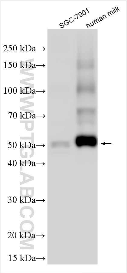 Western Blot (WB) analysis of various lysates using NUCB2/nesfatin-1 Polyclonal antibody (30604-1-AP)