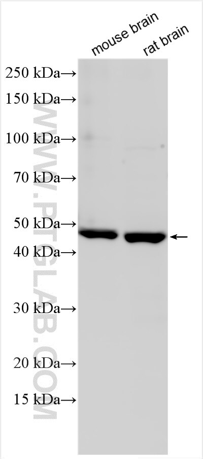 Western Blot (WB) analysis of various lysates using NUCB2/nesfatin-1 Polyclonal antibody (30604-1-AP)