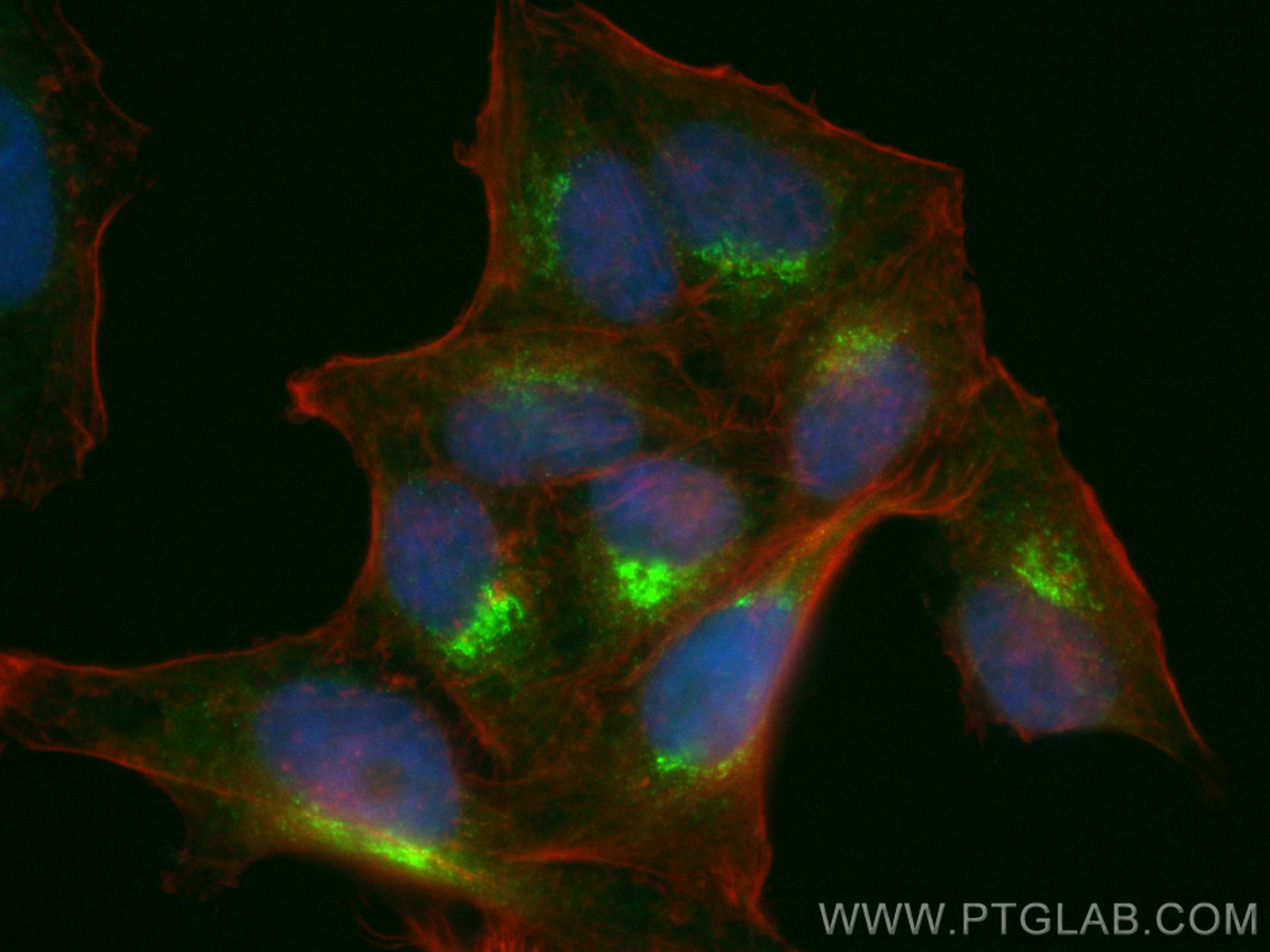 IF Staining of HepG2 using CL488-26712