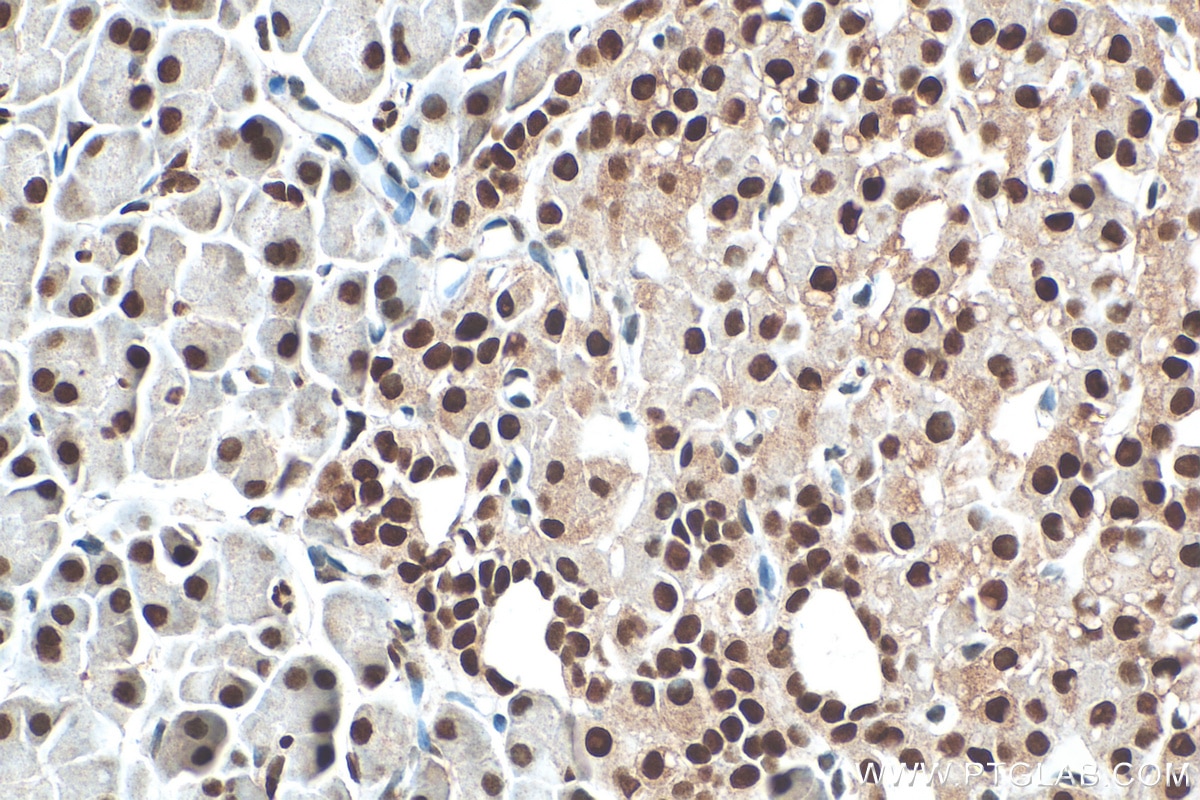 IHC staining of rat pancreas using 12023-2-AP