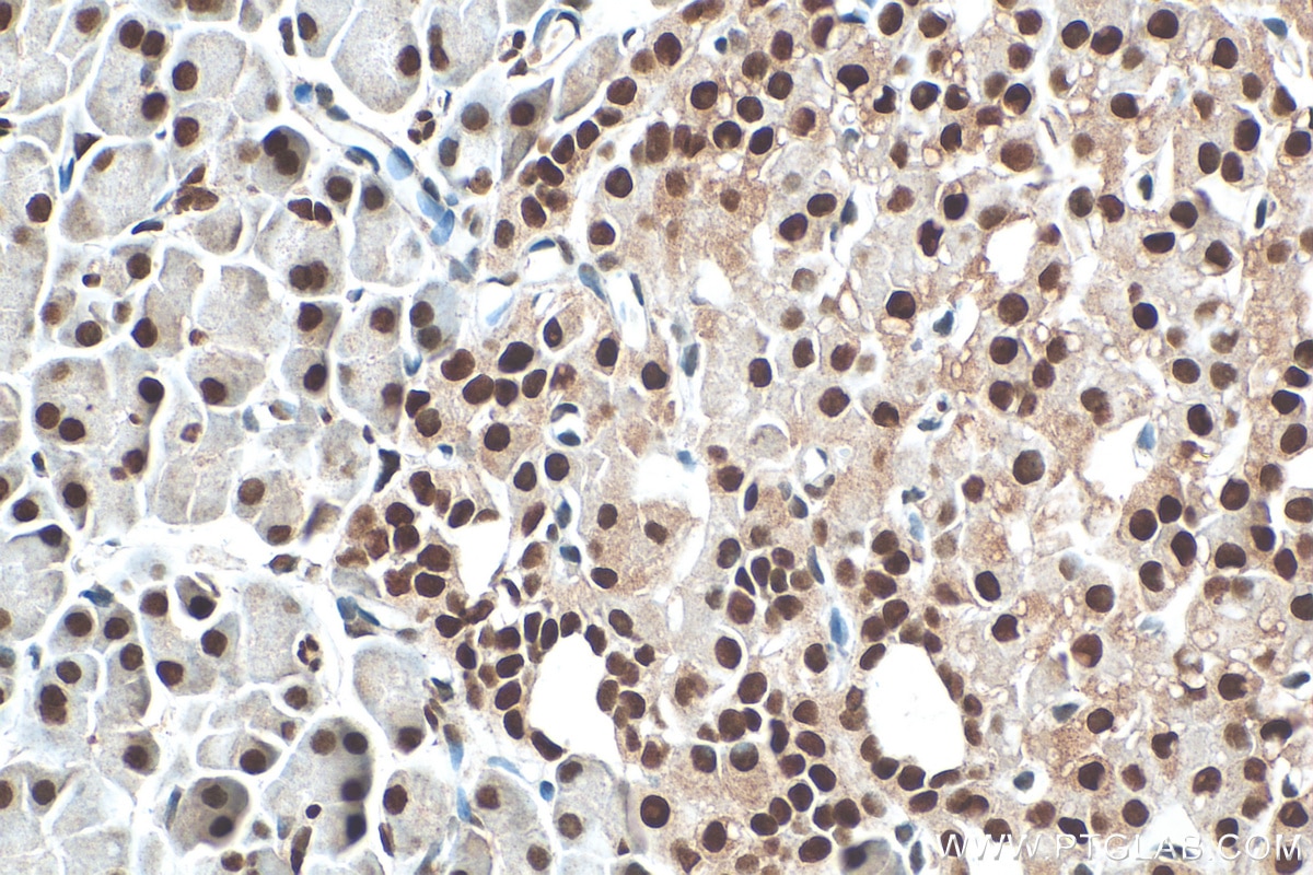 Immunohistochemistry (IHC) staining of rat pancreas tissue using NUCKS1 Polyclonal antibody (12023-2-AP)