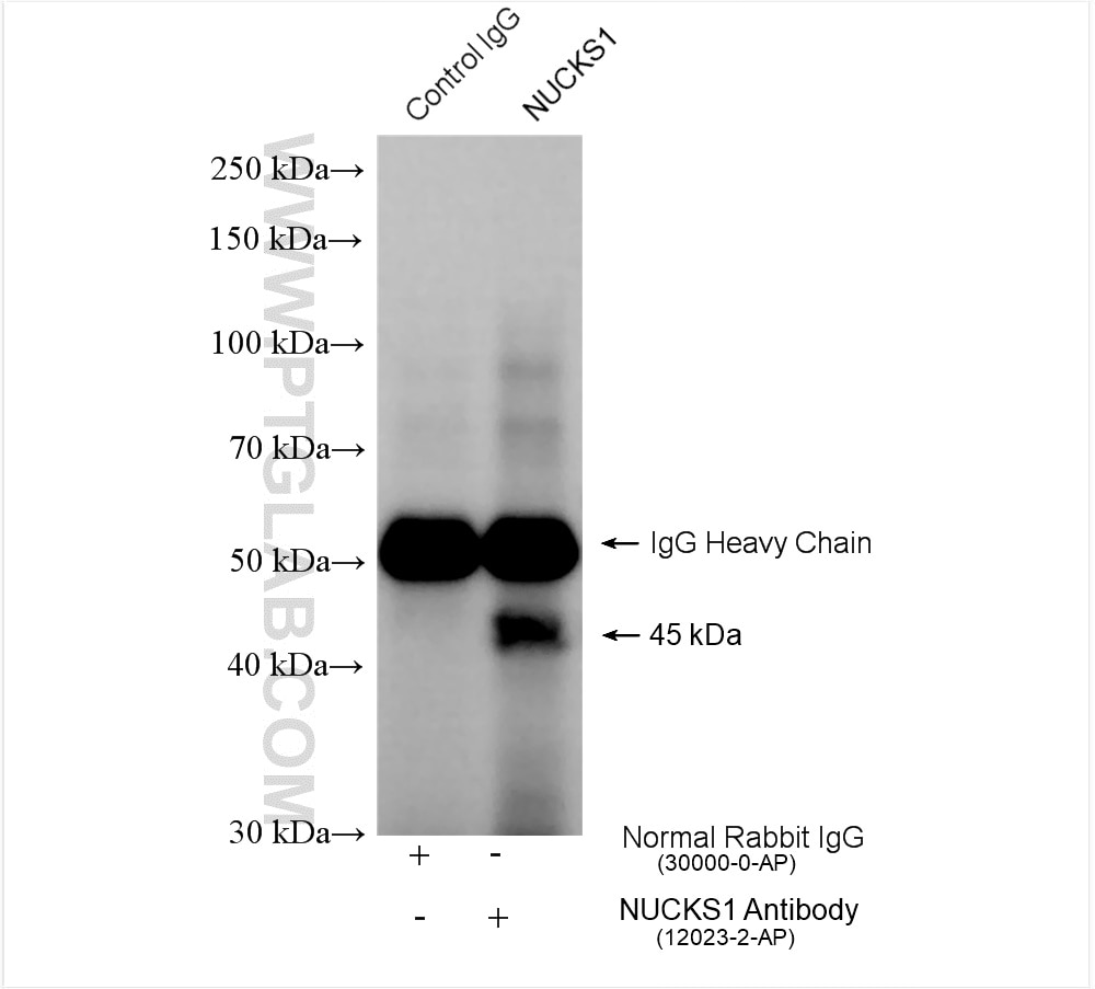 Immunoprecipitation (IP) experiment of HEK-293 cells using NUCKS1 Polyclonal antibody (12023-2-AP)