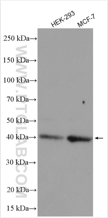 Western Blot (WB) analysis of various lysates using NUCKS1 Polyclonal antibody (12023-2-AP)