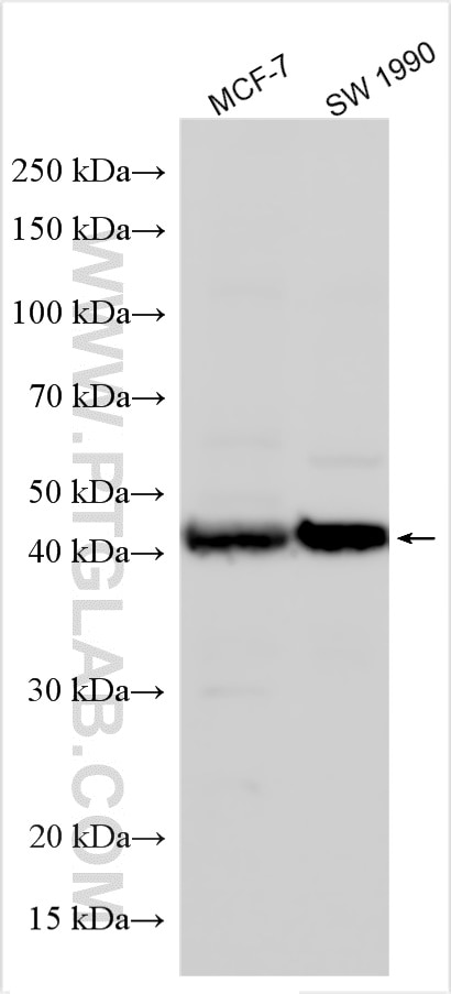 Western Blot (WB) analysis of various lysates using NUCKS1 Polyclonal antibody (12023-2-AP)