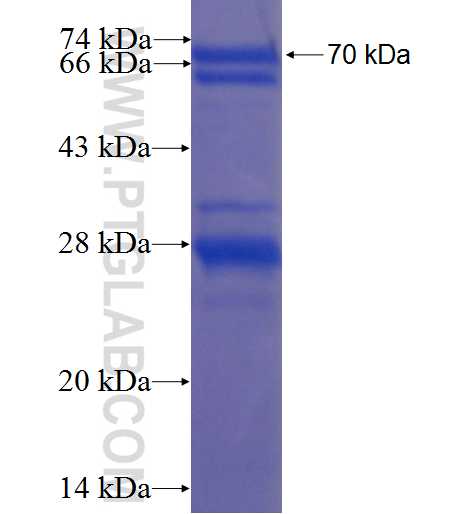 NUCKS1 fusion protein Ag2652 SDS-PAGE