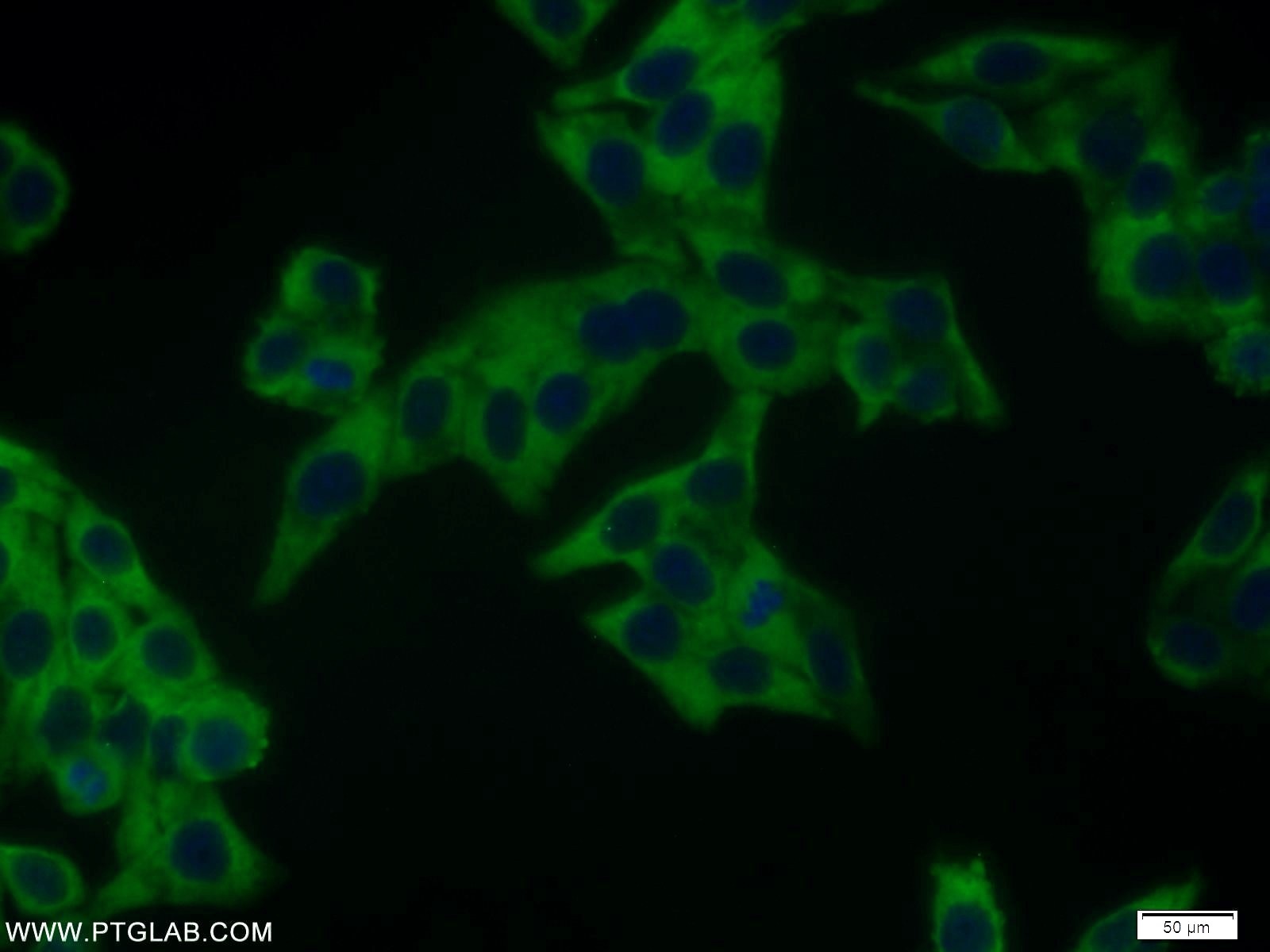 Immunofluorescence (IF) / fluorescent staining of HepG2 cells using NUDC Polyclonal antibody (10681-1-AP)