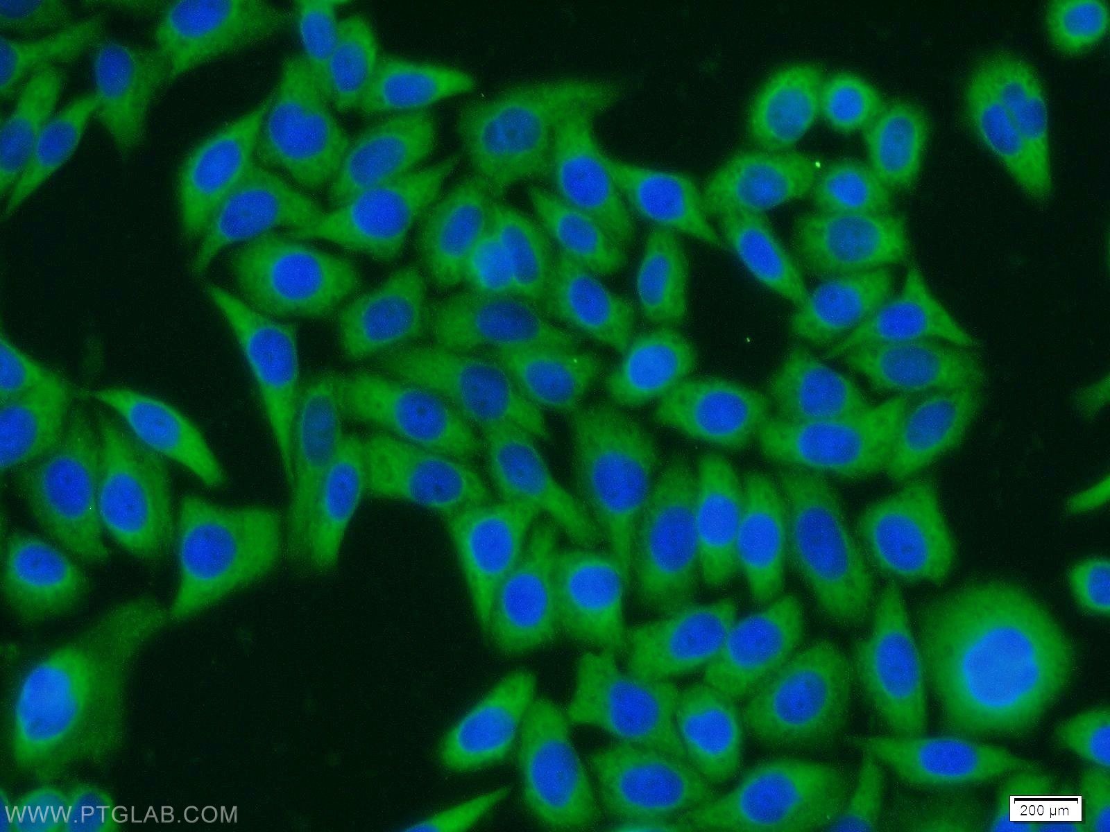 Immunofluorescence (IF) / fluorescent staining of HeLa cells using NUDC Polyclonal antibody (10681-1-AP)