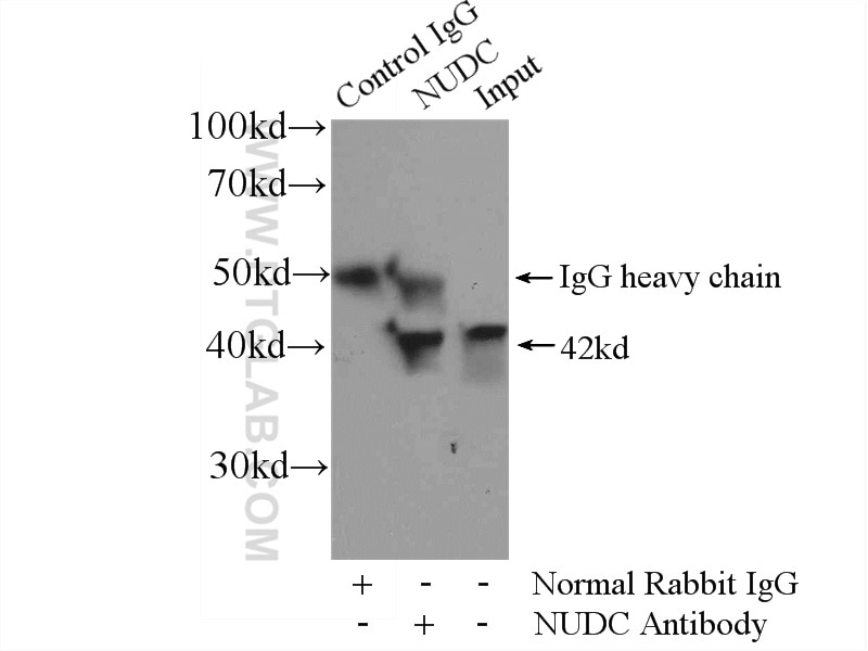 Immunoprecipitation (IP) experiment of HEK-293 cells using NUDC Polyclonal antibody (10681-1-AP)