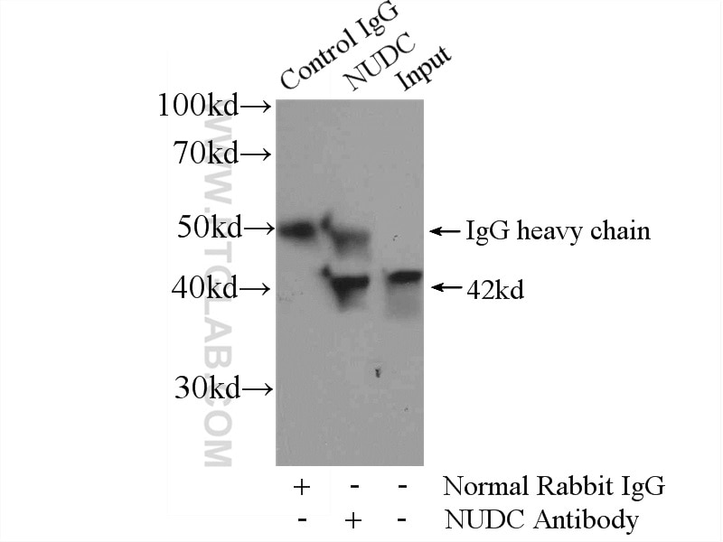 IP experiment of HEK-293 using 10681-1-AP