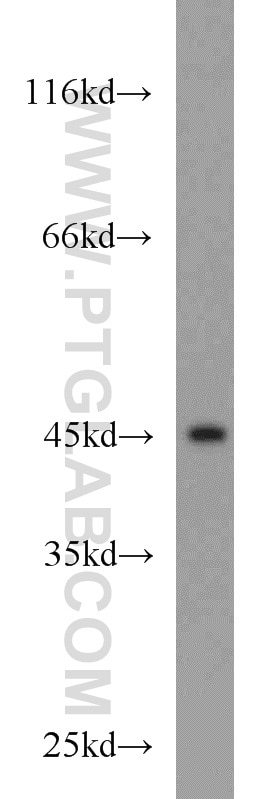 Western Blot (WB) analysis of SH-SY5Y cells using NUDC Polyclonal antibody (10681-1-AP)