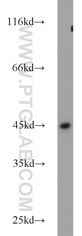 Western Blot (WB) analysis of HeLa cells using NUDC Polyclonal antibody (10681-1-AP)