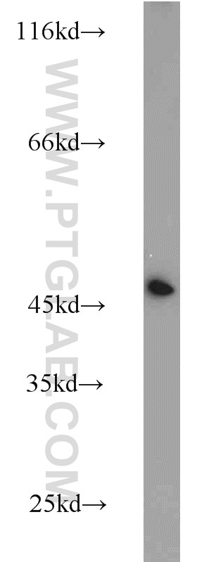 Western Blot (WB) analysis of HEK-293 cells using NUDC Polyclonal antibody (10681-1-AP)