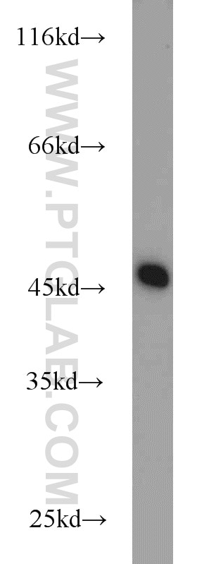 Western Blot (WB) analysis of K-562 cells using NUDC Polyclonal antibody (10681-1-AP)
