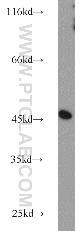 Western Blot (WB) analysis of HepG2 cells using NUDC Polyclonal antibody (10681-1-AP)