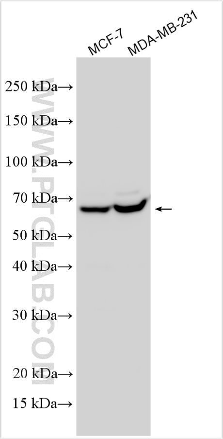 Western Blot (WB) analysis of various lysates using NUDCD1 Polyclonal antibody (32473-1-AP)
