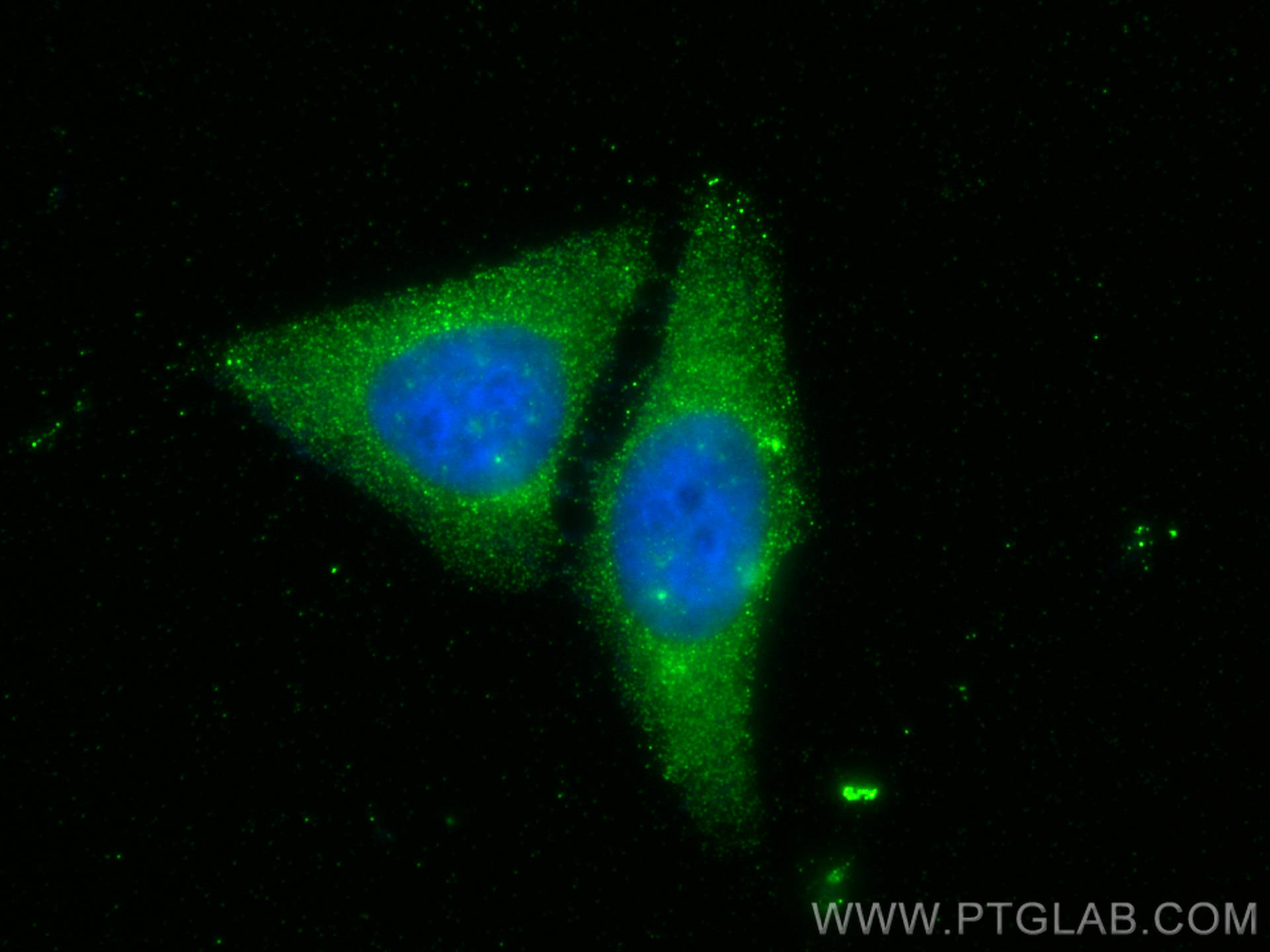 Immunofluorescence (IF) / fluorescent staining of HepG2 cells using NUDCD2 Polyclonal antibody (21205-1-AP)