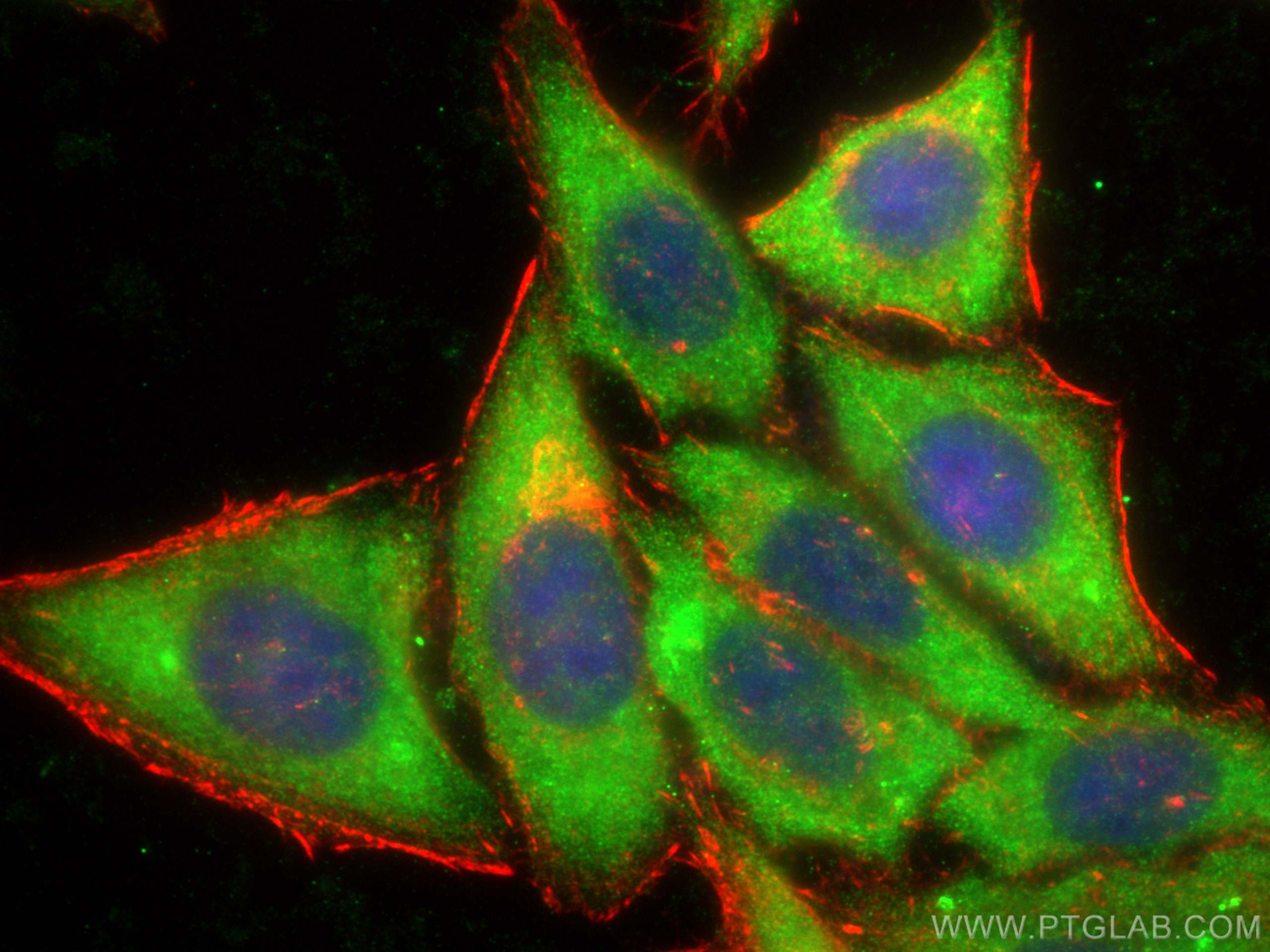 Immunofluorescence (IF) / fluorescent staining of HepG2 cells using NUDCD2 Polyclonal antibody (21205-1-AP)